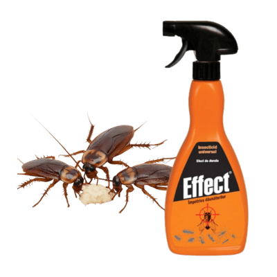 Gîndaci de Bucătărie, taracani – Soluții Profesionale Stop Insect