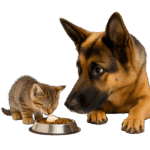 Корм, ошейники и капли от паразитов Stop Insect Молдова