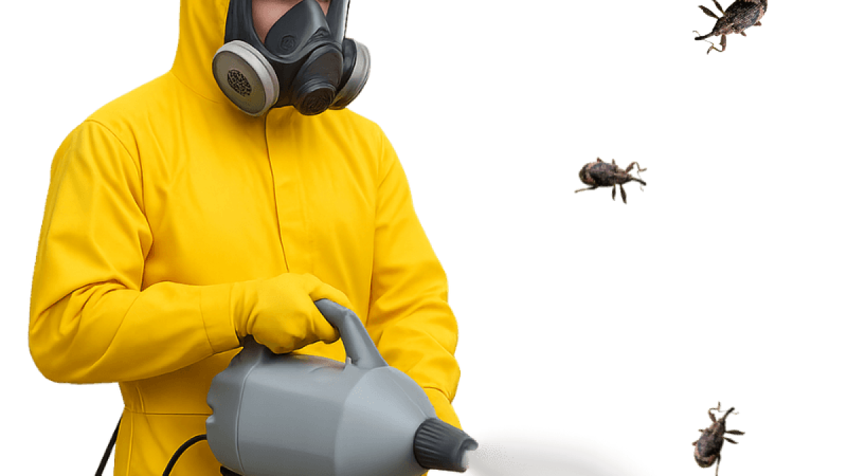 Dezinsecție gărgărițe în Chișinău – servicii profesionale Stop Insect pentru protecția culturilor și a locuințelor