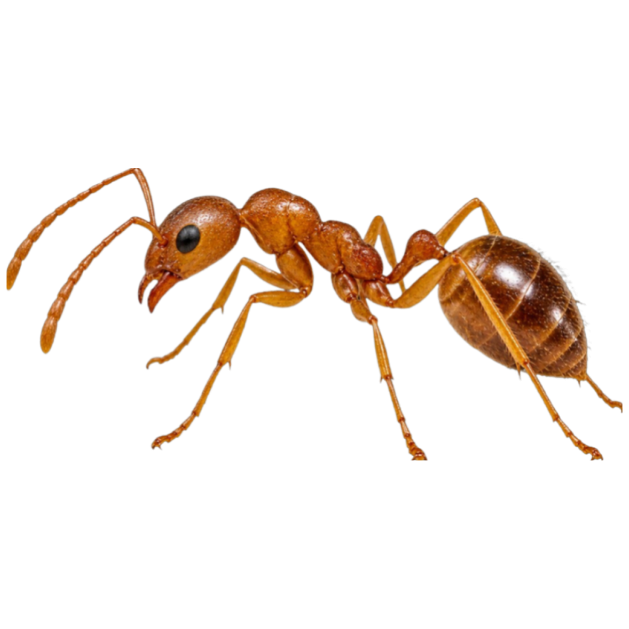 Furnica Faraon — Identificare și Control