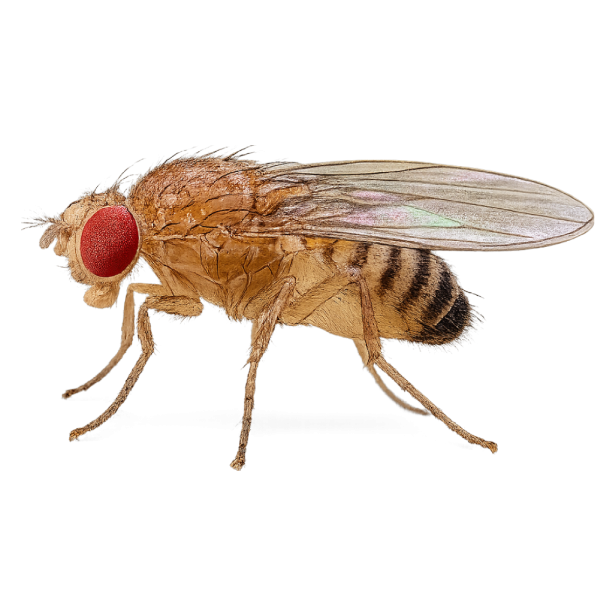 Mușca de Fructe — Identificare și Control