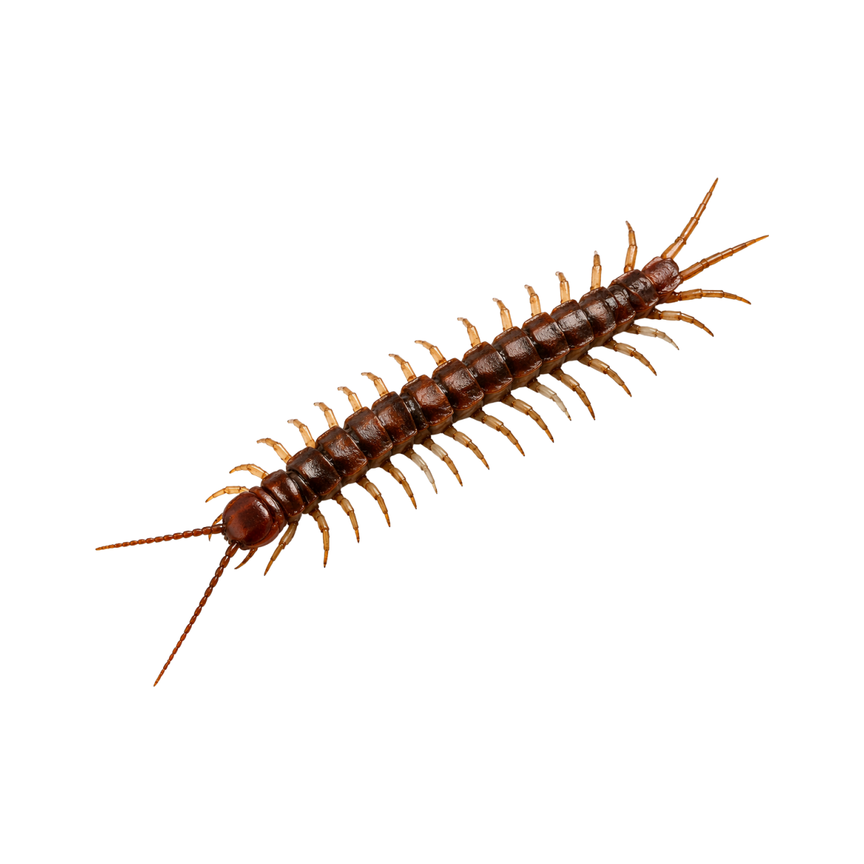 Scolopendră