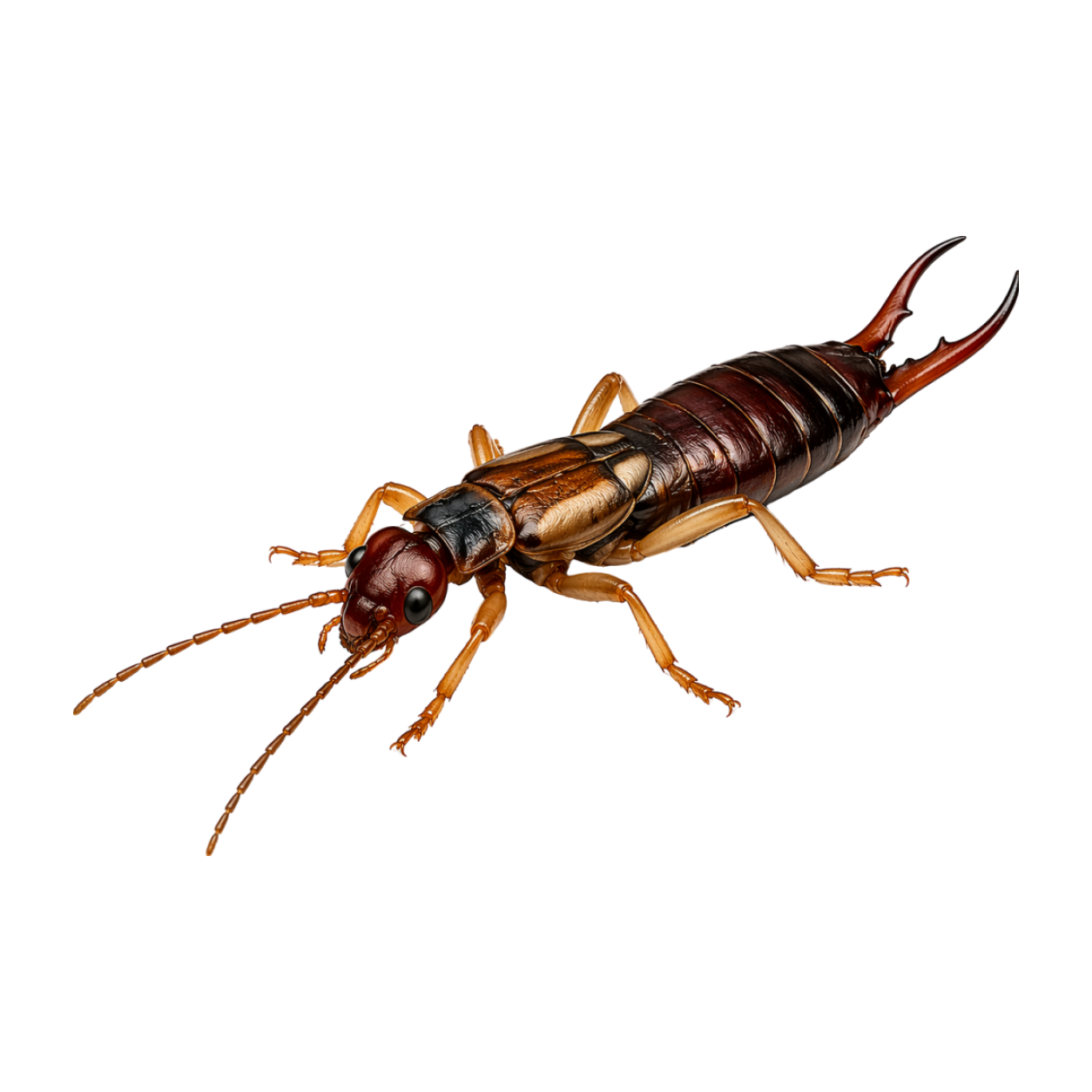 Urechelniță