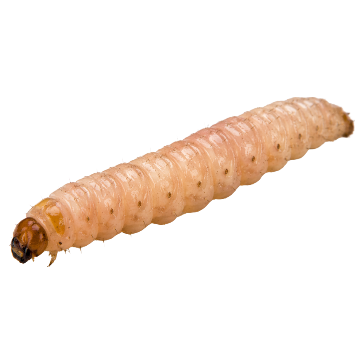 Viermele Merelor